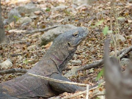 la croisière à Komodo