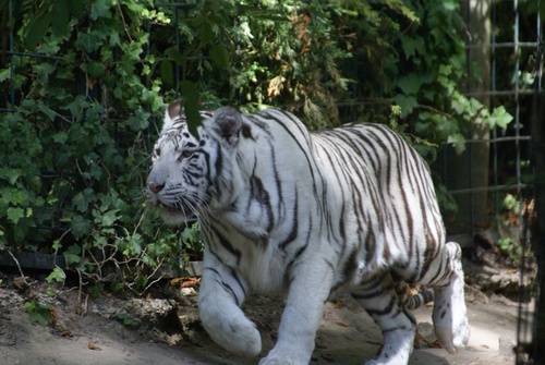 Zoopark de Beauval