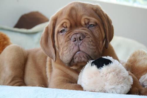 Dogue de Bordeaux