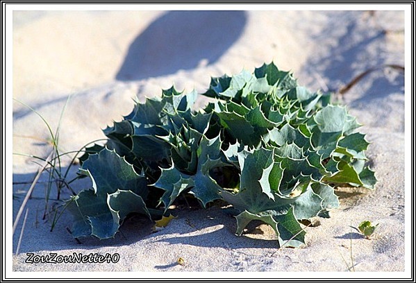 BALADE-PLAGE--N--16--29-MAI-2012-.jpg