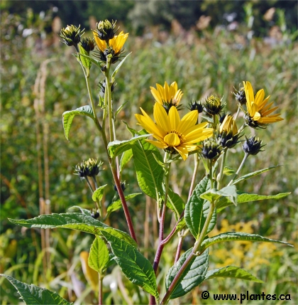 Photo de Bident penché - Bidens cernua