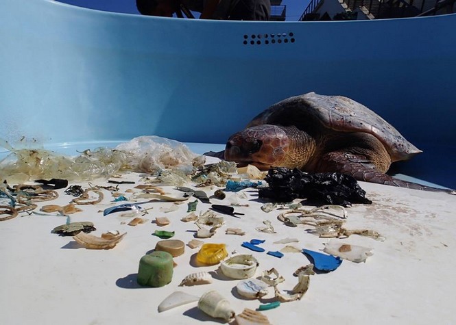 Kelonia: 217 grammes de plastique retrouvés dans une tortue décédée Kelonia: 217 grammes de plastique retrouvés dans une tortue décédée