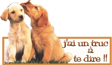 Pas de caprices chiot pour Noel s'il vous plait !!!!