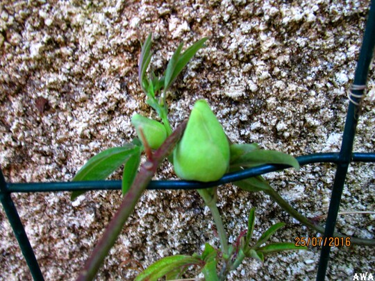 Mon passiflore a Lacanau cet été