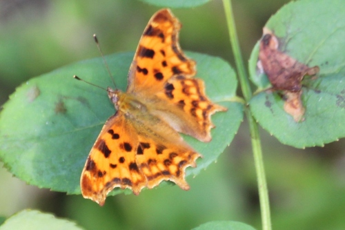 Papillons de ce jour