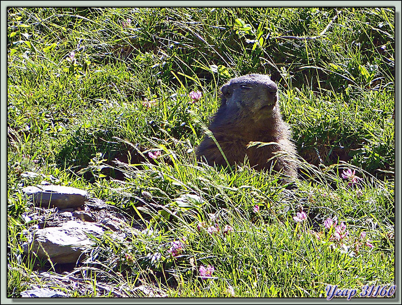 Marmottes curieuses mais prudentes - Val d'Esquierry - Oô - 31  (Faune)