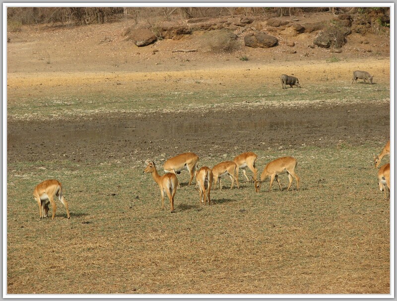 NIOKOLO KOBA SENEGAL 