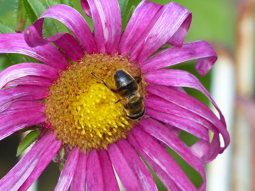 Des gouttes, des petites bêtes et des fleurs