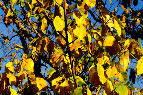 Arbres et feuilles en automne : promenade dans la nature