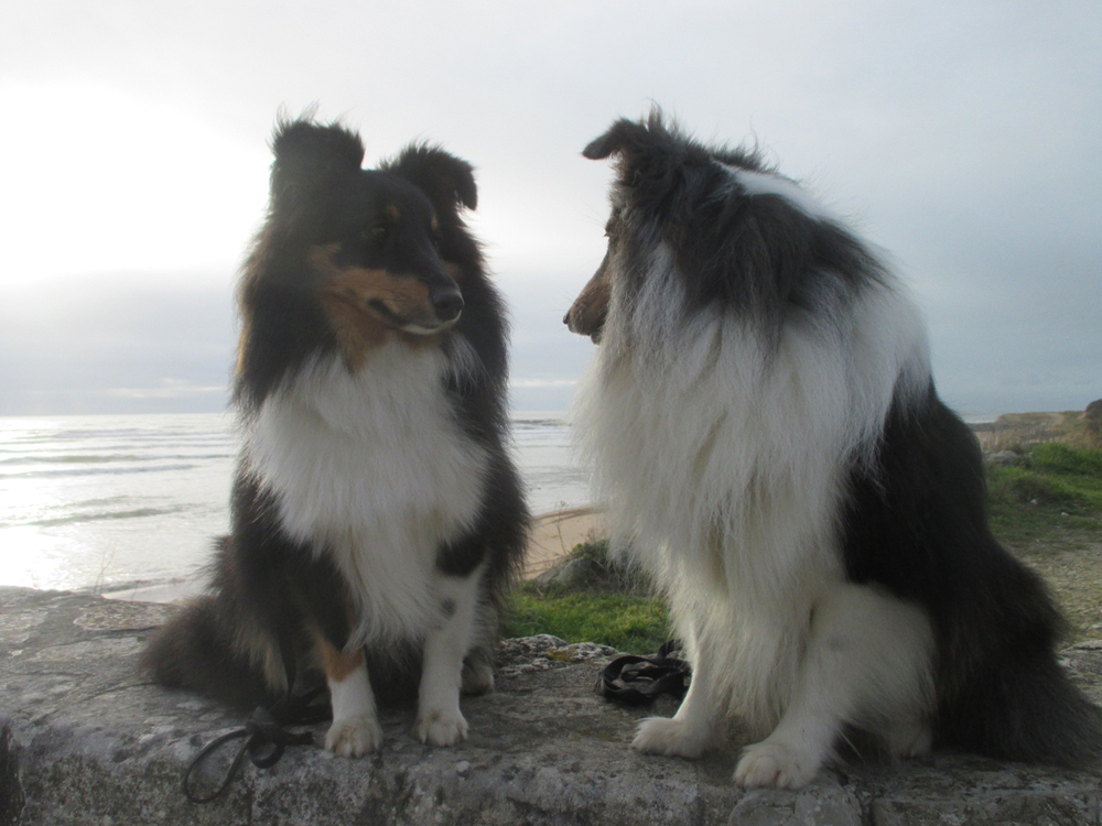 Une belle vie de chien !