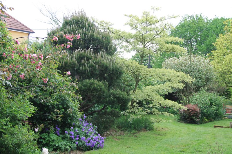 Temps pluvieux, jardin heureux