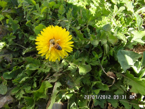 Fleurs avec de la visite