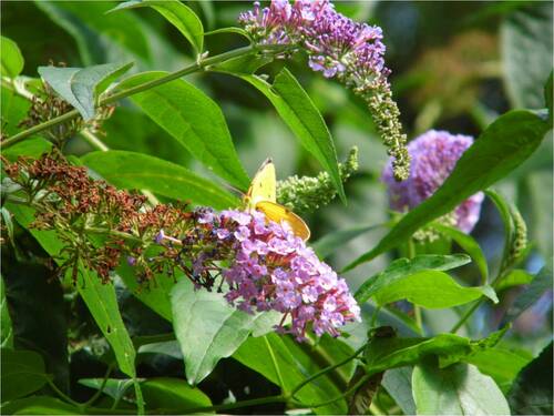 Papillons , France-2013