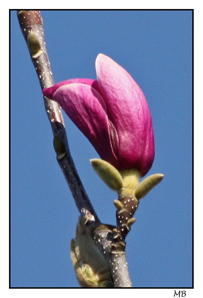 Fleurs & jardin bourgeon de magnolia 8619a