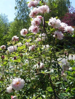 Mon jardin dans l'ensemble 