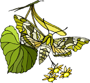 Clipart papillon