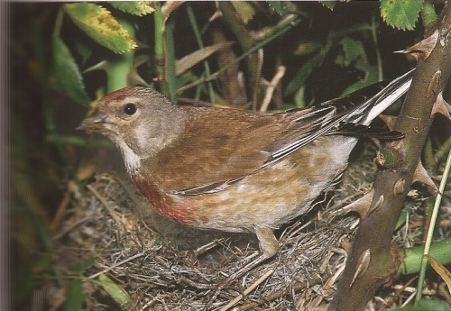 linotte mélodieuses