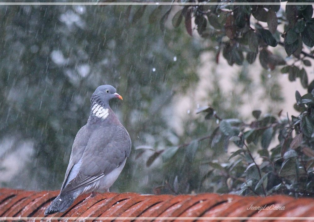 Pigeon sous la douche 