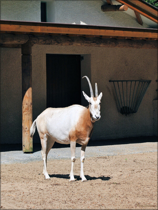 Photo d'Oryx algazelle du Zoo de la Palmyre