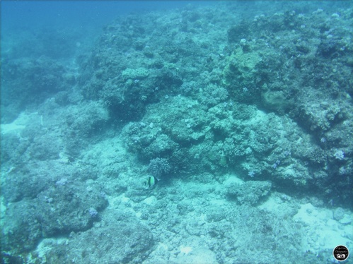 Poisson cocher commun, à l'île Maurice