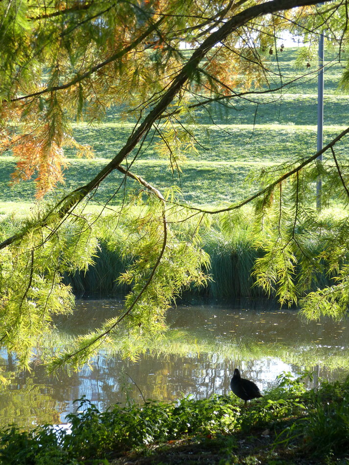 Lentement le Parc St-Pierre se colore 