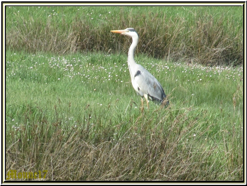 Balade dans la réserve de Moëze et les marais de Brouage