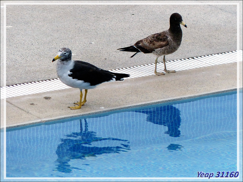 Même les goélands préfèrent la piscine... El Chaco - Pisco - Pérou
