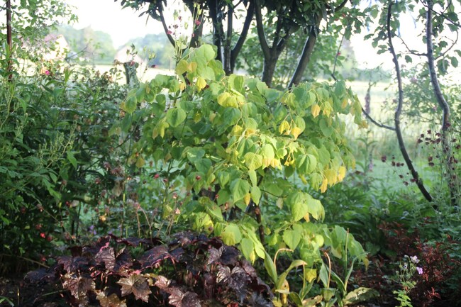 Cercis rising sun