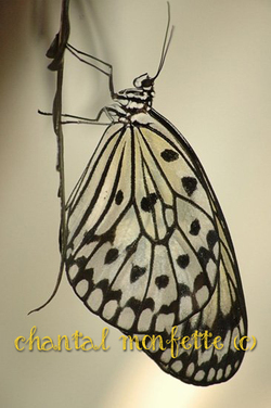 papillon monochrome perpendiculaire Chantal Monfette