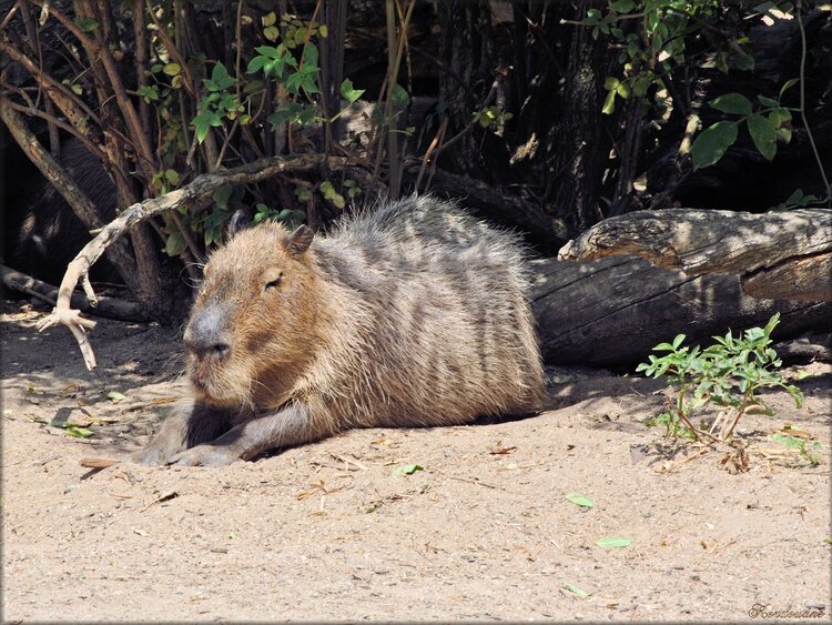 Photo de capybara ou cabiais (zoo Sables d’Olonne)