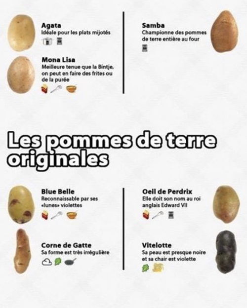 Pour savoir la bonne patate/To know the good potato