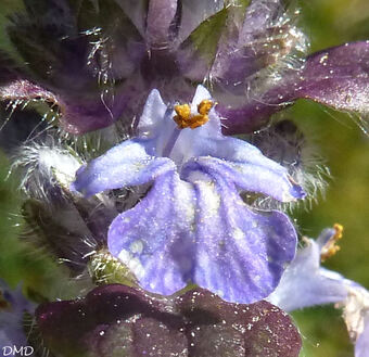 Ajuga reptans 