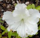 Identification par les fleurs !