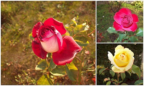 3 roses le 27 octobre 2011