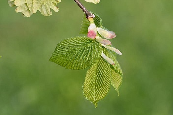 Les secrets du printemps ... 