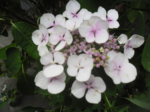 Quelques floraisons...