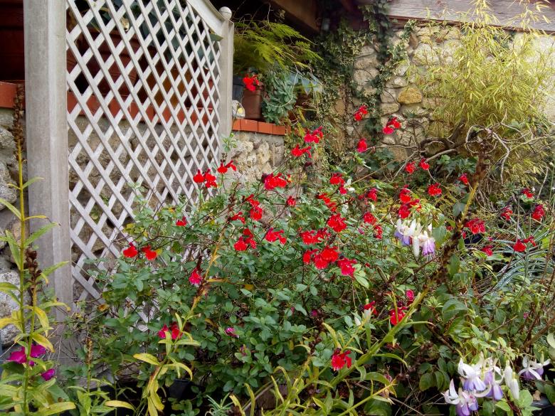 Jeudi dernier dans mon jardin
