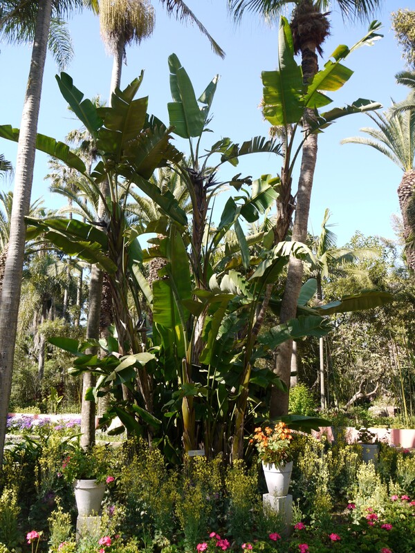 les jardins exotiques de Bouknadel 