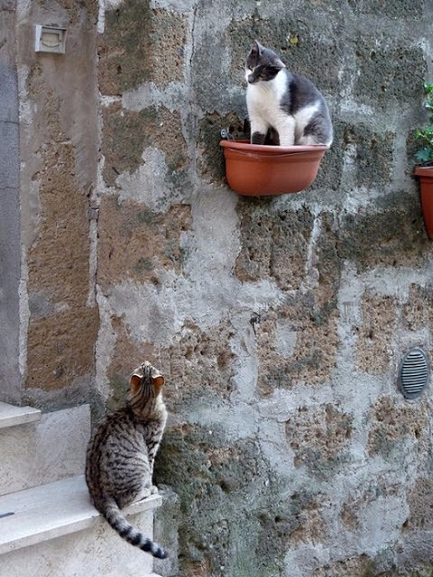 Tendresse animale ... et si les humains les imitaient !