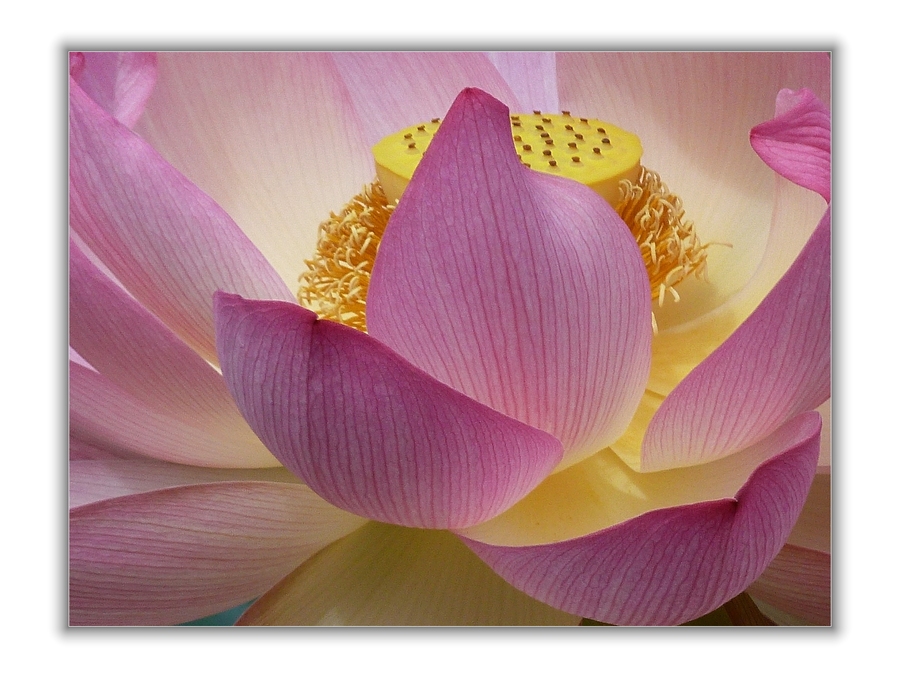 Lotus (1 )