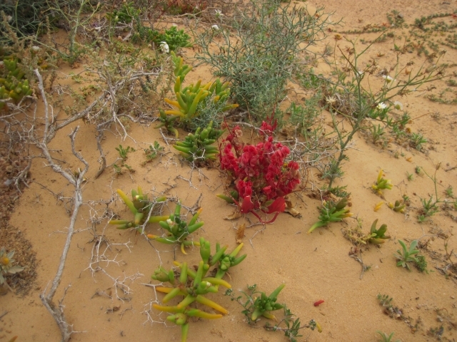 441 Sahara Occidental Désert fleuri