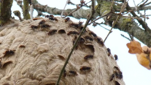frelon asiatique nid et photos de mr RAZET étaules
