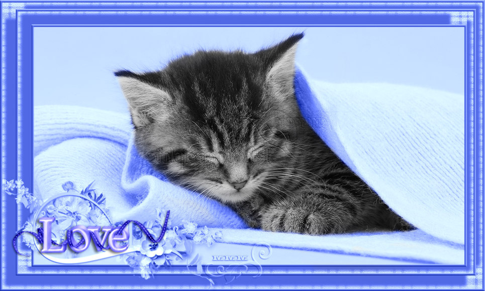 CAPAS-MMM-689-41353-Cute-tabby-kitten-6-weeks-old-sleeping-under-a-pink-scarf-Colorizado.jpg