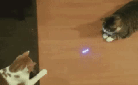 GIFS animés CHATS 3 -