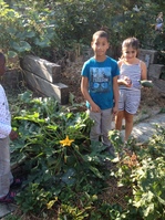 Récolte au jardin de l'école - septembre 2016