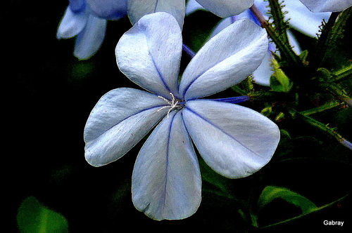Le plumbago aux fleurs bleues