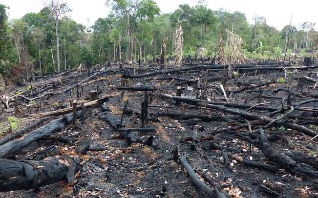  La déforestation en Amazonie est un crime ?  