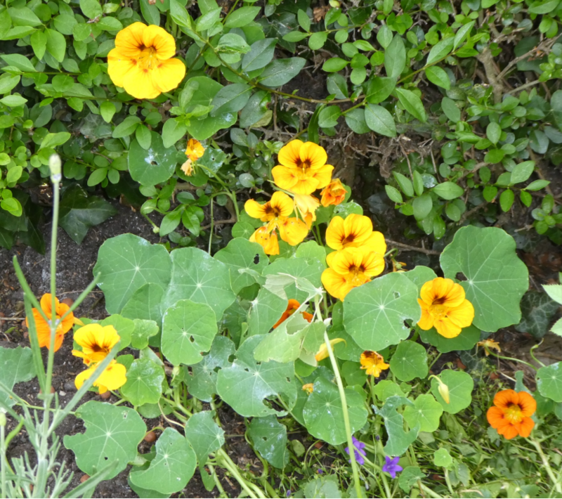 MES  PETITES  FLEURS