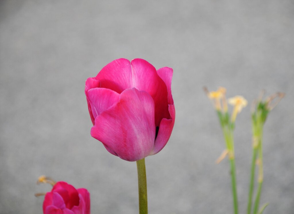 Fleurs en bordure de la cascade de Trans!