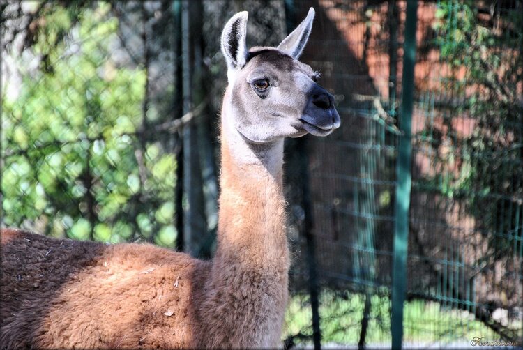 Photo de guanaco du zoo de Bordeaux-Pessac
